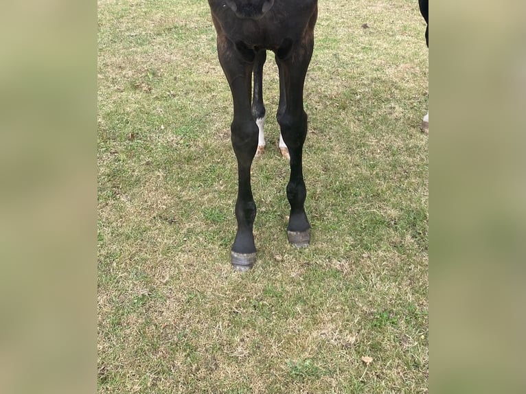 Oldenburg Stallion Foal (01/2025) 17 hh in Steinfeld (Oldenburg)