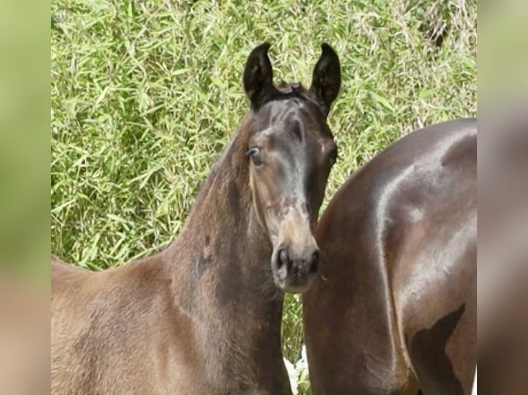 Oldenburg Stallion Foal (01/2025) 17 hh in Steinfeld (Oldenburg)