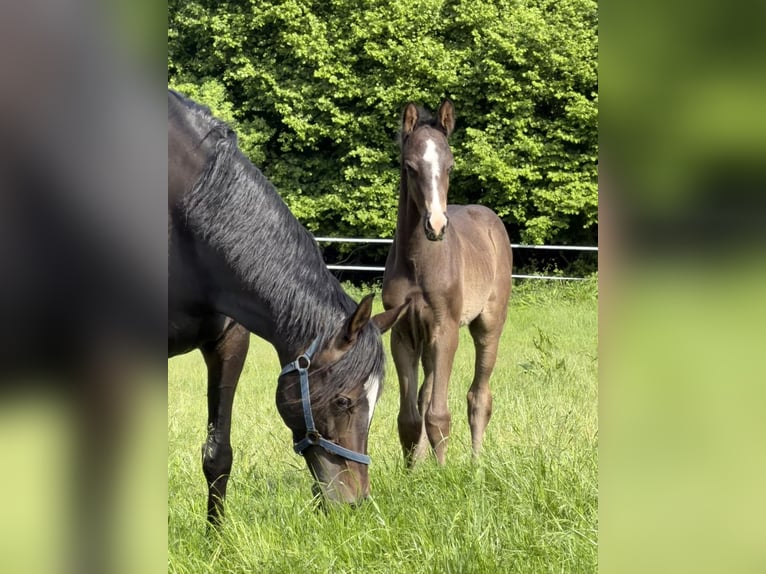Oldenburg Stallion Foal (04/2026) 17 hh Smoky-Black in Hanerau-Hademarschen