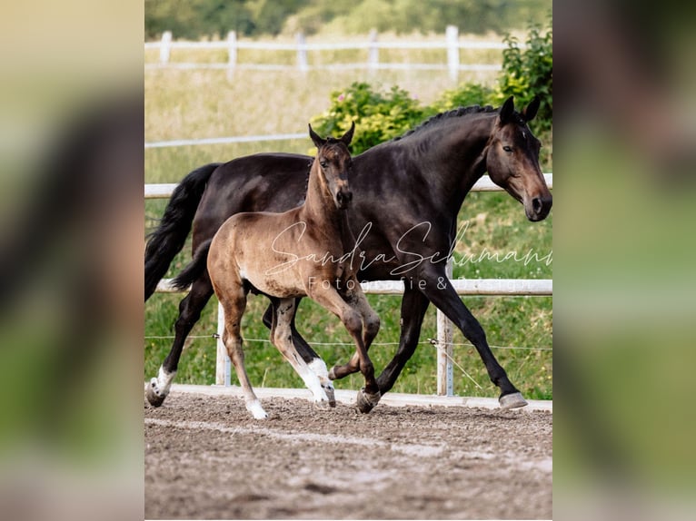 Oldenburg Stallion Foal (04/2024) 17 hh Smoky-Black in Zierenberg