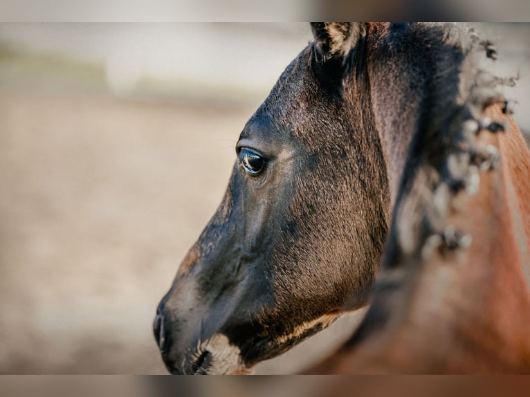 Oldenburg Stallion Foal (04/2024) 17 hh Smoky-Black in Zierenberg