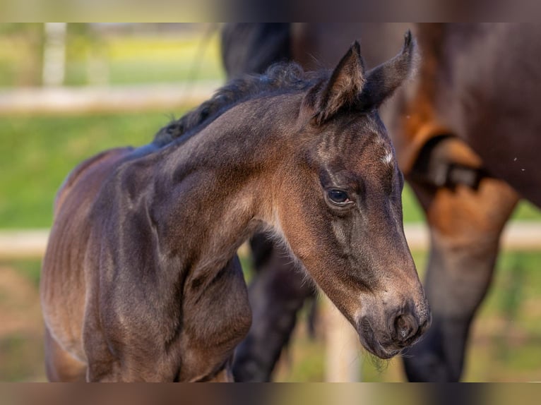 Oldenburg Stallion Foal (04/2024) 17 hh Smoky-Black in Zierenberg