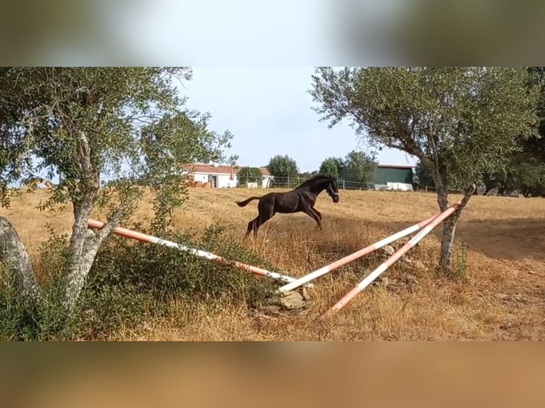 Oldenburg Stallion Foal (06/2025) 8,3 hh in Ourique