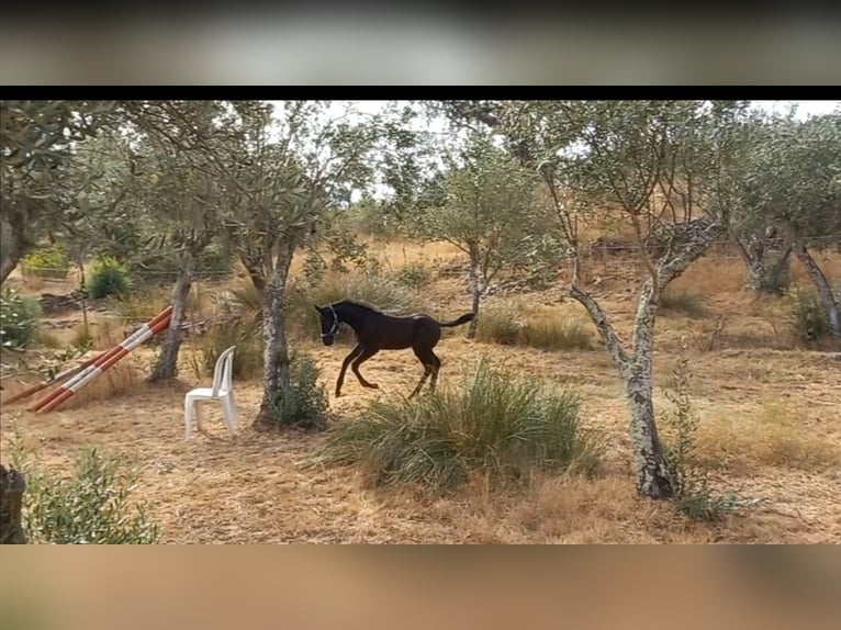 Oldenburg Stallion Foal (06/2025) 8,3 hh in Ourique
