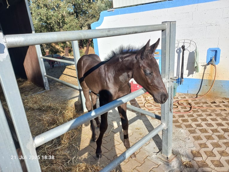 Oldenburg Stallion Foal (06/2025) 8,3 hh in Ourique