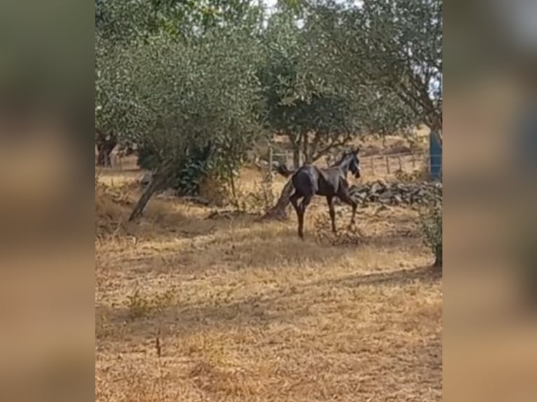 Oldenburg Stallion Foal (06/2025) 8,3 hh in Ourique