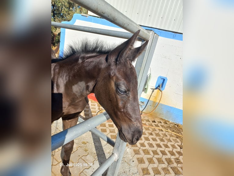 Oldenburg Stallion Foal (06/2025) 8,3 hh in Ourique