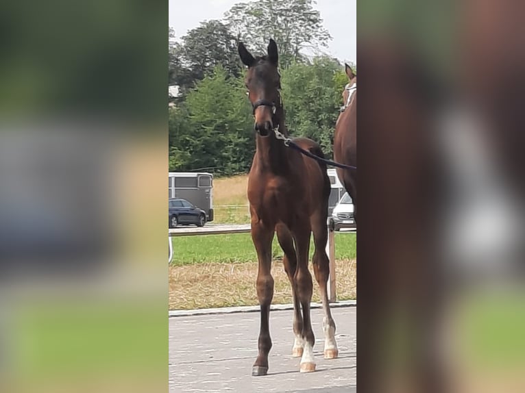 Oldenburg Stallion Foal (05/2024) Bay-Dark in Beutha