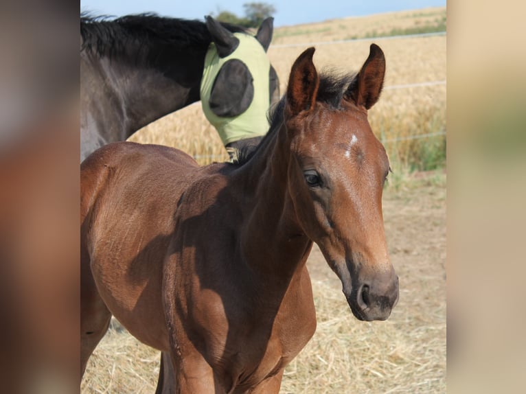 Oldenburg Stallion Foal (06/2025) Bay-Dark in Hildesheim