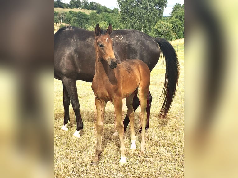 Oldenburg Stallion Foal (06/2025) Bay-Dark in Hildesheim