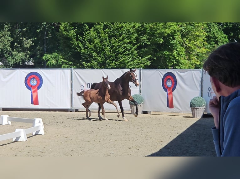 Oldenburg Stallion Foal (03/2026) Bay-Dark in Herzhorn