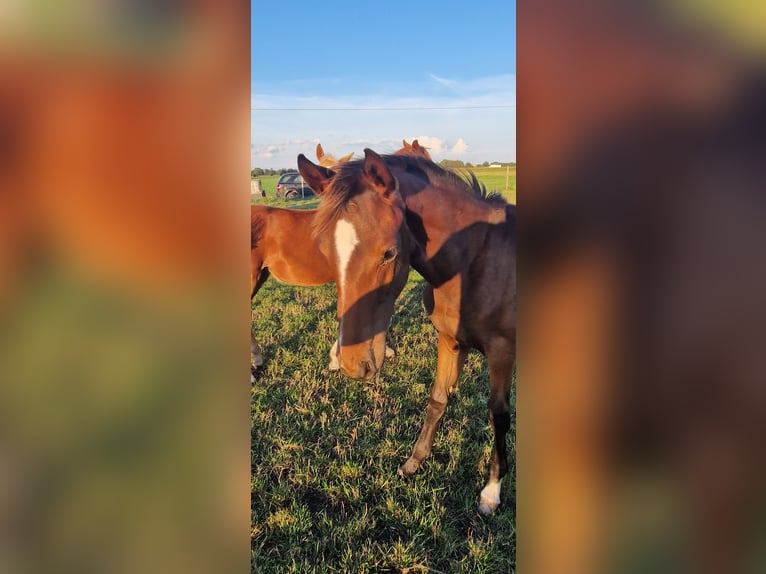 Oldenburg Stallion Foal (03/2023) Bay-Dark in Brockum