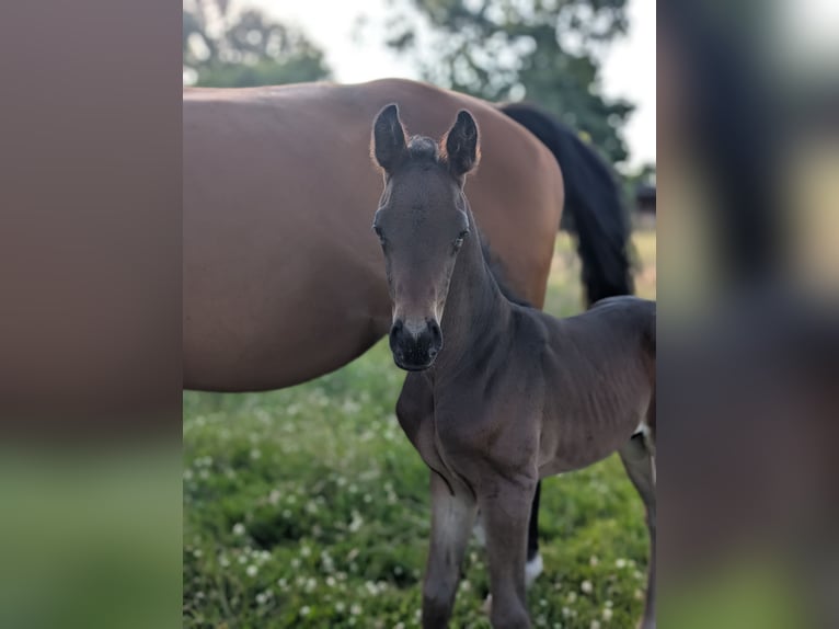 Oldenburg Stallion Foal (06/2025) Bay-Dark in Butjadingen
