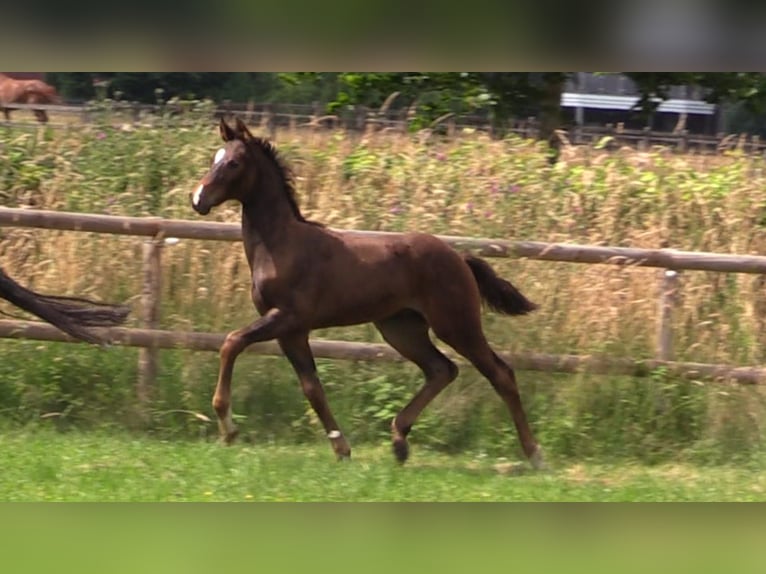 Oldenburg Stallion Foal (04/2026) Bay-Dark in Cloppenburg