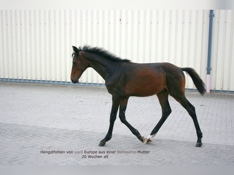 Oldenburg Stallion Foal (02/2023) Bay-Dark in Dortmund