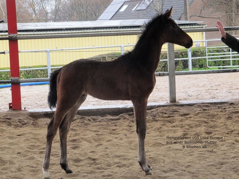 Oldenburg Stallion Foal (02/2023) Bay-Dark in Dortmund