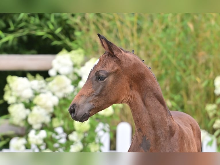 Oldenburg Stallion Foal (05/2025) Bay-Dark in Emstek