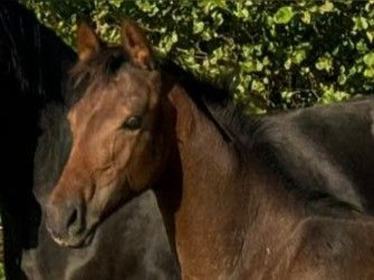 Oldenburg Stallion Foal (05/2024) Bay-Dark in Eschenburg