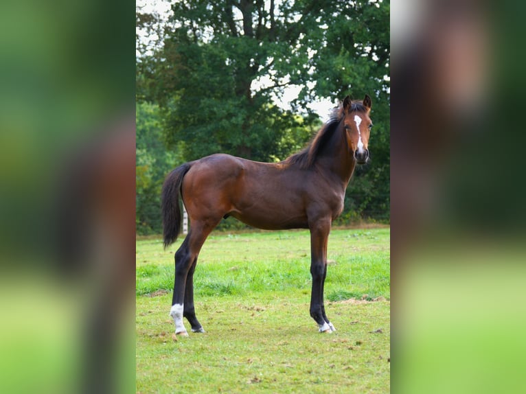Oldenburg Stallion Foal (04/2025) Bay-Dark in Esens
