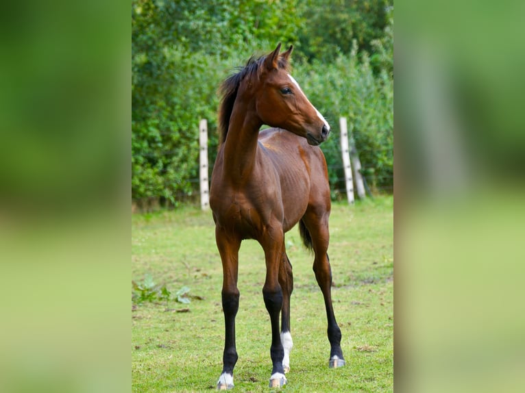 Oldenburg Stallion Foal (04/2025) Bay-Dark in Esens