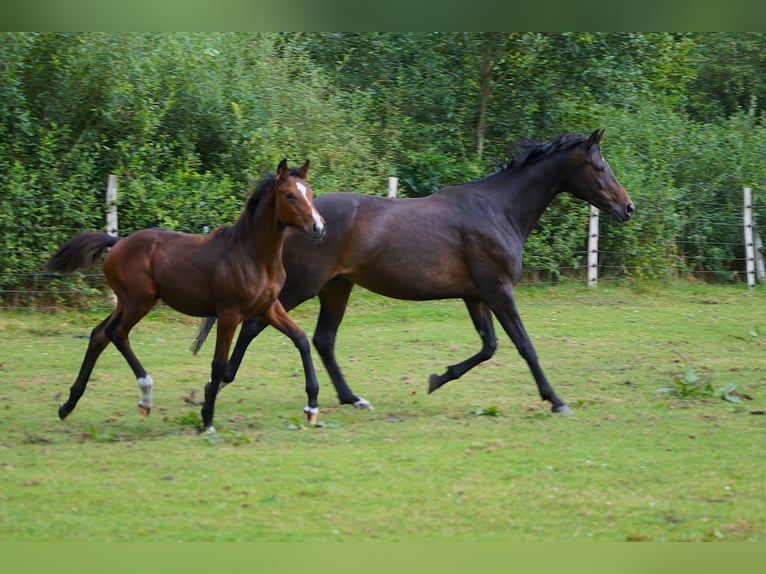 Oldenburg Stallion Foal (04/2025) Bay-Dark in Esens
