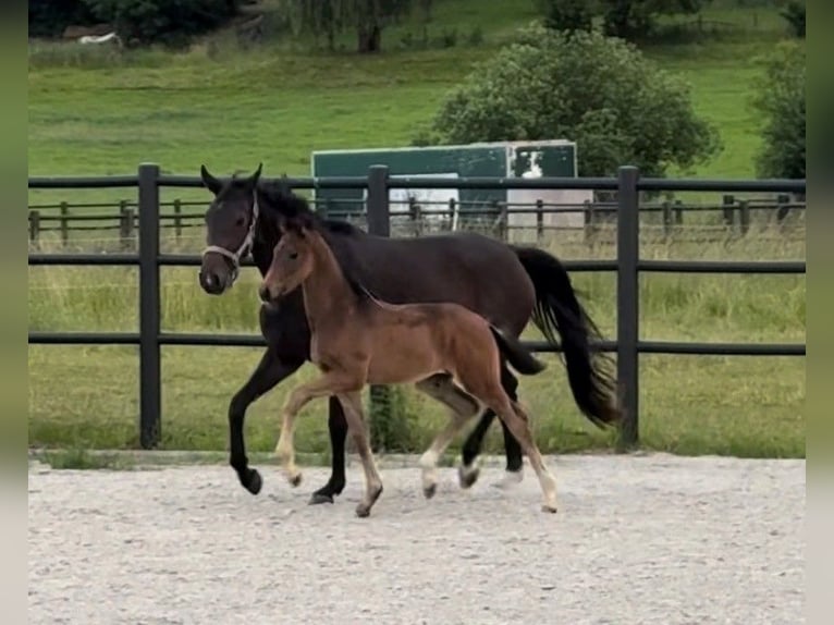 Oldenburg Stallion Foal (03/2026) Bay-Dark in Laubach