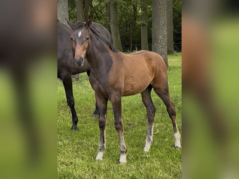 Oldenburg Stallion Foal (02/2026) Bay-Dark in Nordhorn