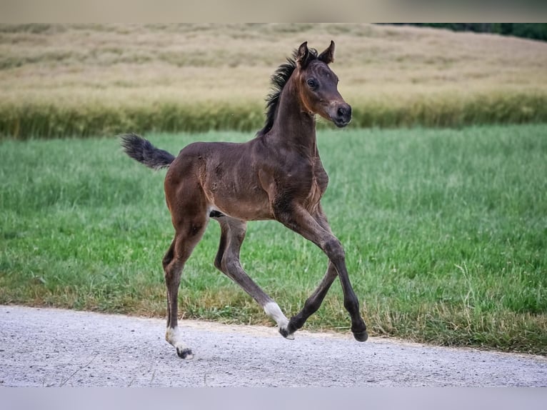 Oldenburg Stallion Foal (05/2025) Bay-Dark in Affoltern am Albis