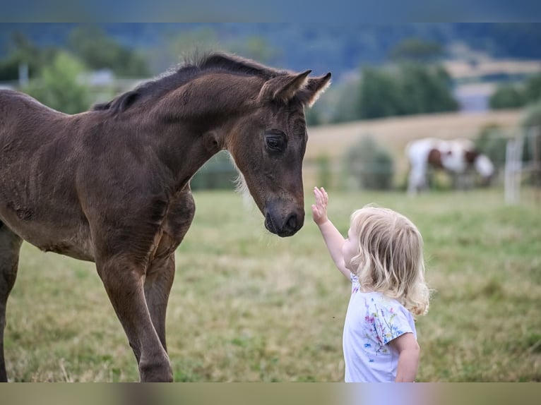Oldenburg Stallion Foal (05/2025) Bay-Dark in Affoltern am Albis
