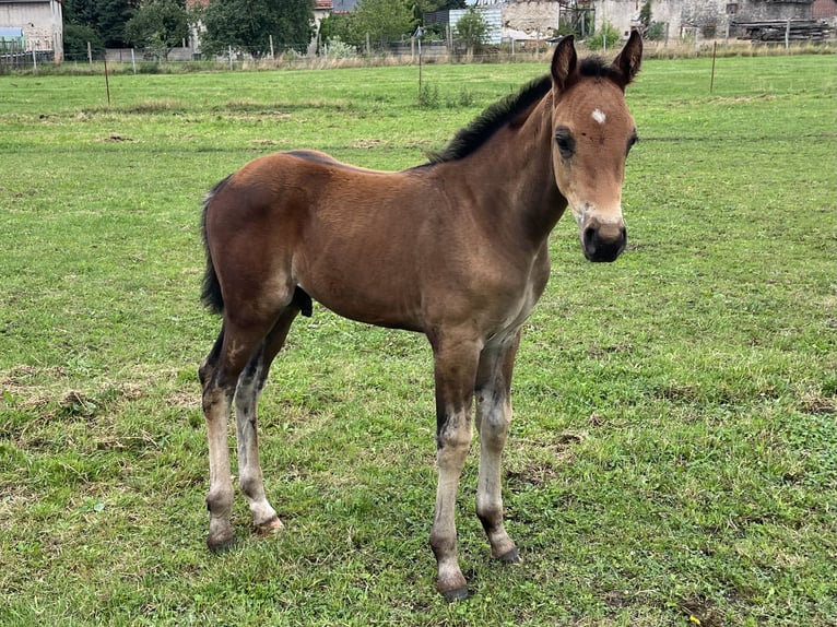 Oldenburg Stallion Foal (05/2025) Bay-Dark in Oebisfelde