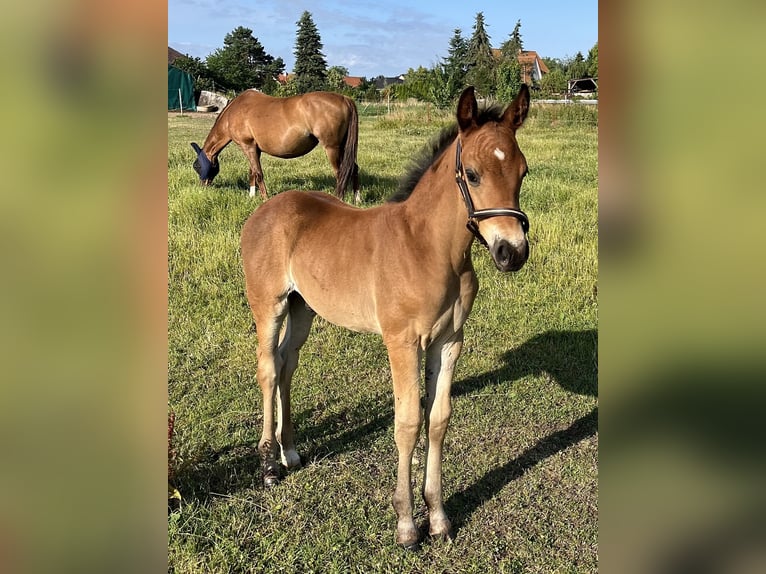 Oldenburg Stallion Foal (05/2025) Bay-Dark in Oebisfelde