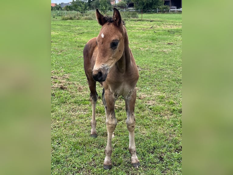 Oldenburg Stallion Foal (05/2025) Bay-Dark in Oebisfelde