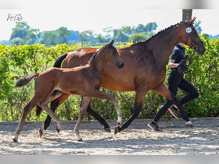 Oldenburg Stallion  Bay-Dark in Ganderkesee