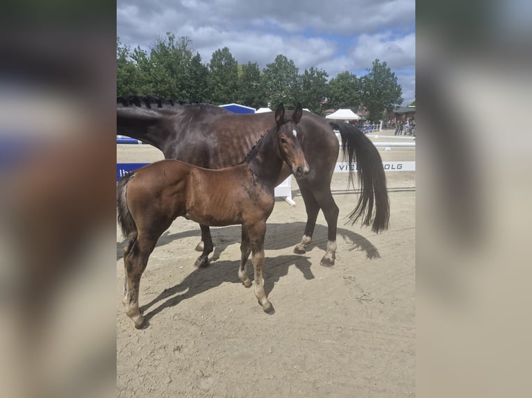 Oldenburg Stallion Foal (05/2026) Bay-Dark in Ganderkesee