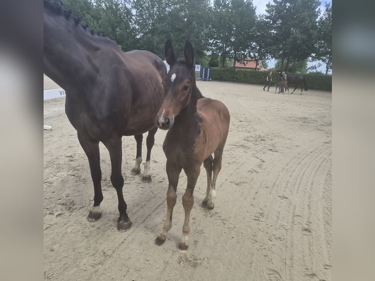 Oldenburg Stallion Foal (05/2026) Bay-Dark in Ganderkesee