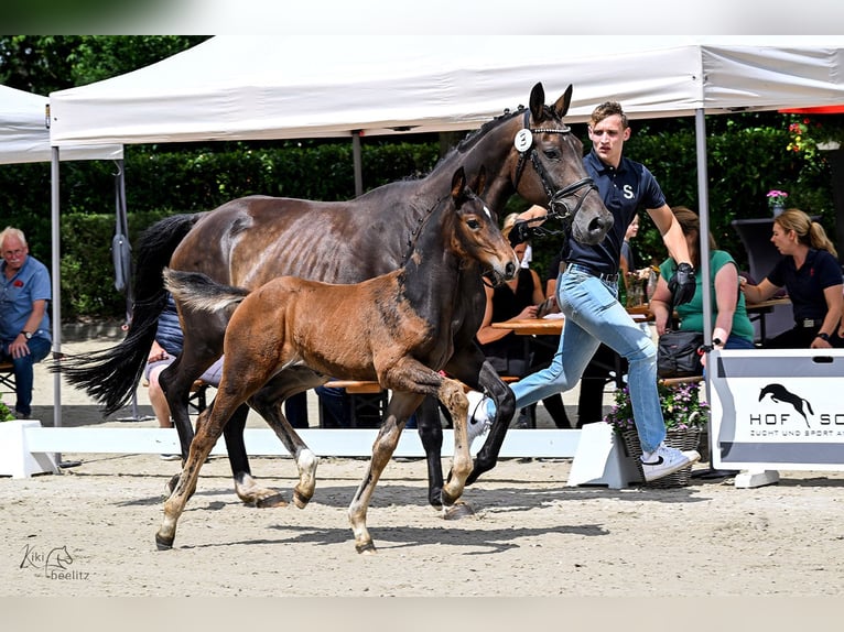 Oldenburg Stallion Foal (05/2026) Bay-Dark in Ganderkesee