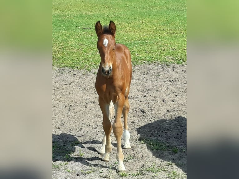 Oldenburg Stallion Foal (05/2026) Bay-Dark in Ganderkesee