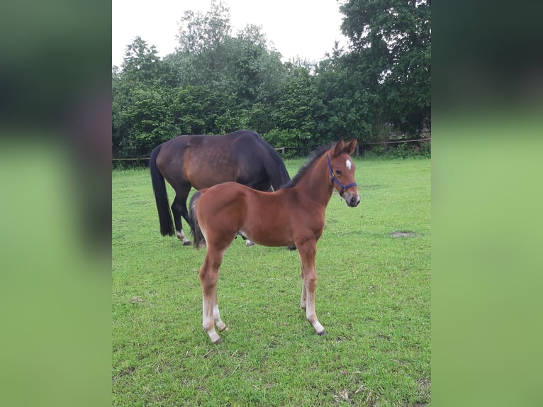 Oldenburg Stallion Foal (05/2026) Bay-Dark in Ganderkesee