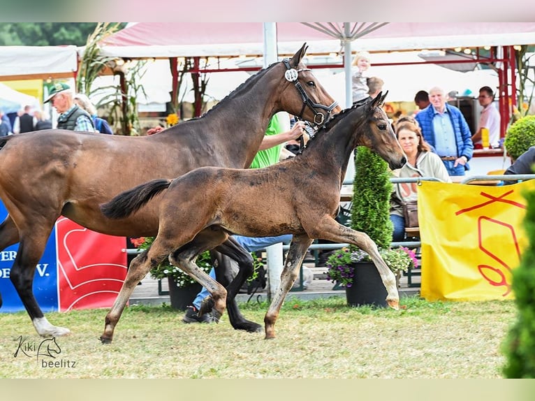 Oldenburg Stallion Foal (05/2025) Bay-Dark in Gro&#xDF;enkneten