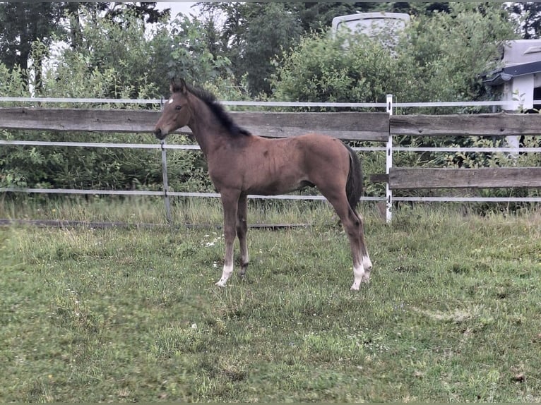 Oldenburg Stallion  Bay-Dark in Hauzenberg