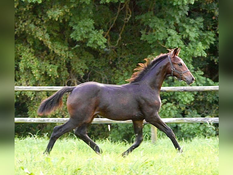 Oldenburg Stallion Foal (05/2023) Bay-Dark in Königswinter