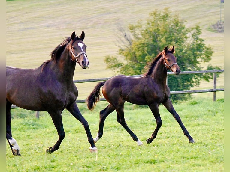 Oldenburg Stallion Foal (05/2023) Bay-Dark in Königswinter
