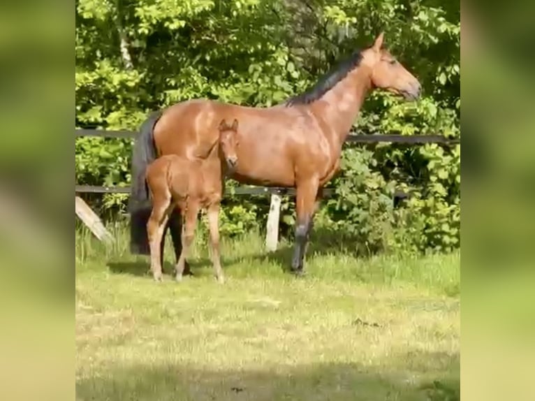 Oldenburg Stallion  Bay-Dark in Garrel