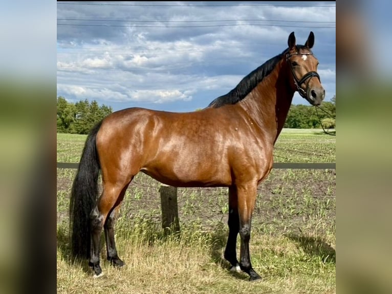 Oldenburg Stallion  Bay-Dark in Garrel