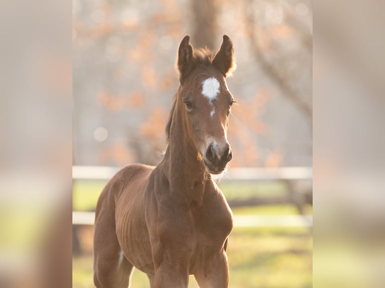 Oldenburg Stallion Foal (03/2026) Bay-Dark in Löningen