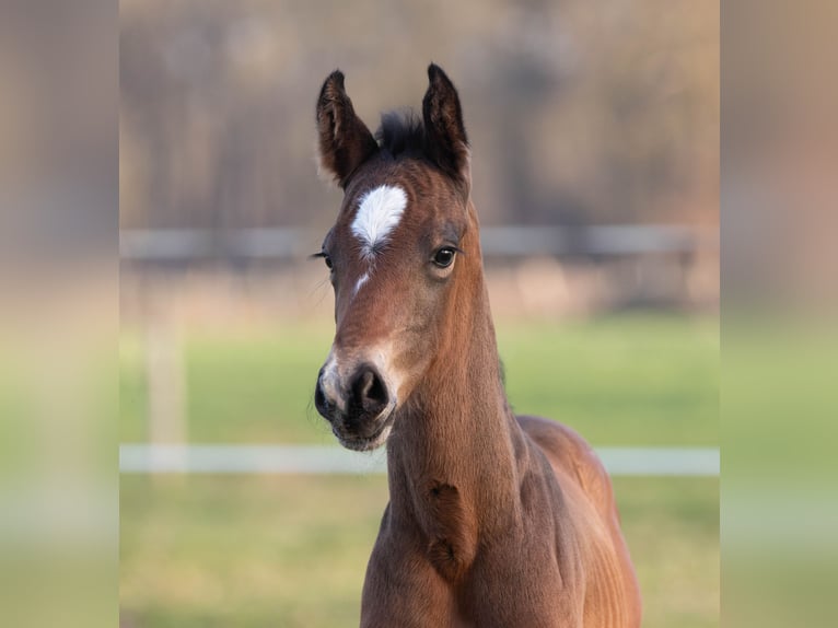 Oldenburg Stallion Foal (03/2026) Bay-Dark in Löningen