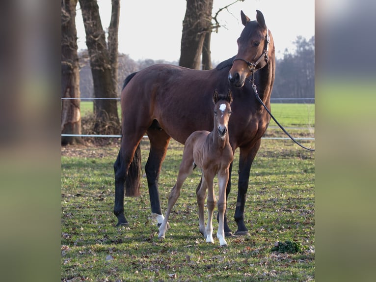 Oldenburg Stallion Foal (03/2026) Bay-Dark in Löningen