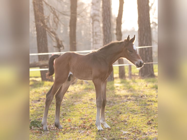 Oldenburg Stallion Foal (03/2026) Bay-Dark in Löningen