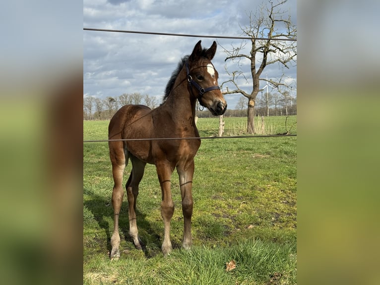 Oldenburg Stallion Foal (03/2026) Bay-Dark in Löningen