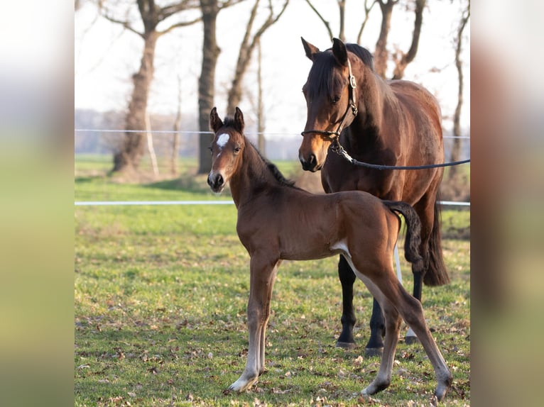 Oldenburg Stallion Foal (03/2026) Bay-Dark in Löningen
